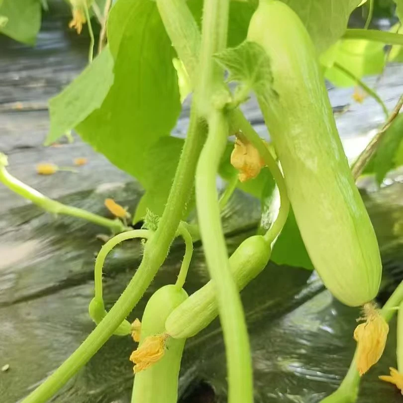 【密云本地】农家自种白贵妃黄瓜水果黄瓜现摘现发新鲜黄瓜同城送黄瓜同城配