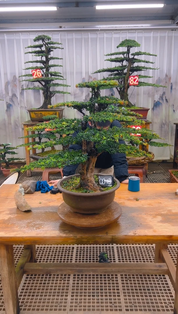 无花朵精品盆景直播间一物一拍