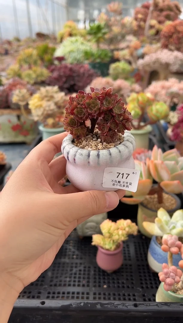 芒*桃717           不带盆