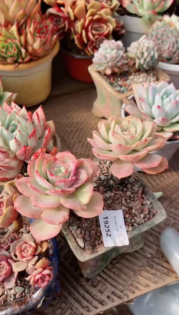 【闪购商品】19252多肉