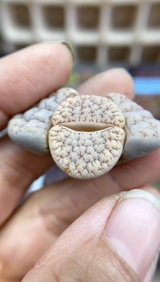 【闪购商品】8781直播一物一拍