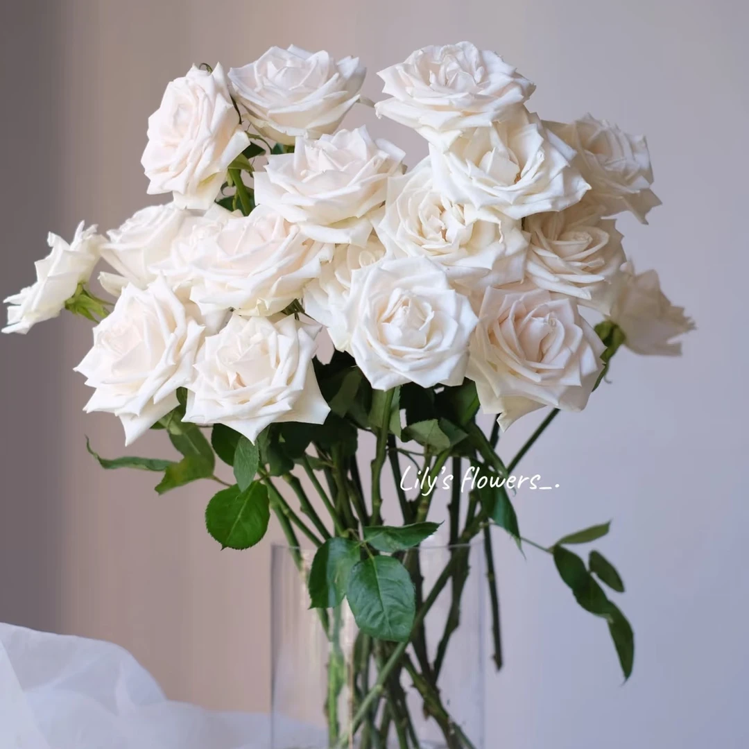 【芬德拉玫瑰】高等级玫瑰/全场1单送货上门（2单升级顺丰包邮）