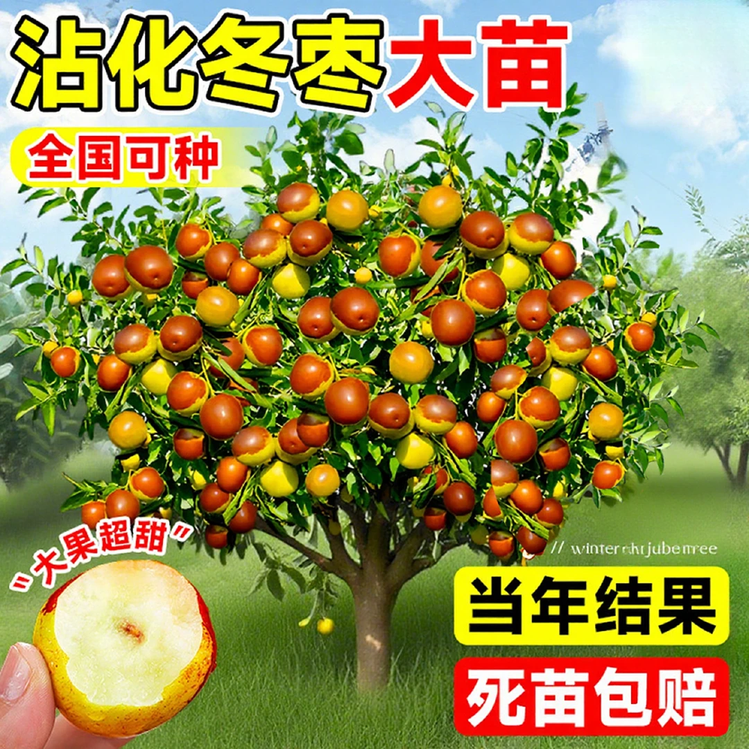 枣树活苗嫁接冬枣地栽果树果苗当年结果北方南方大枣超甜特大庭院