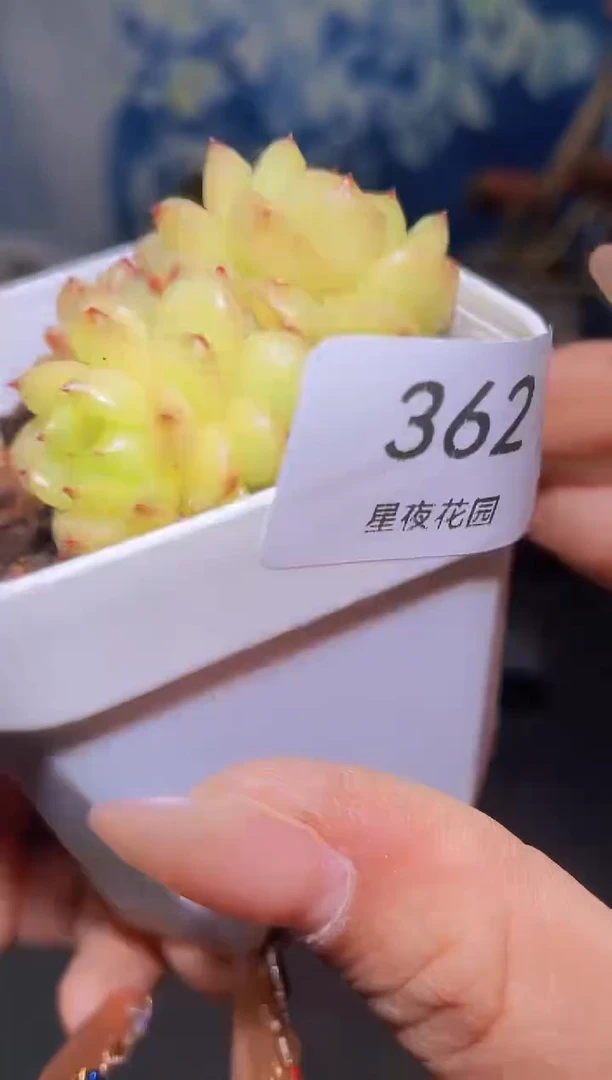 【闪购商品】362灯泡多肉