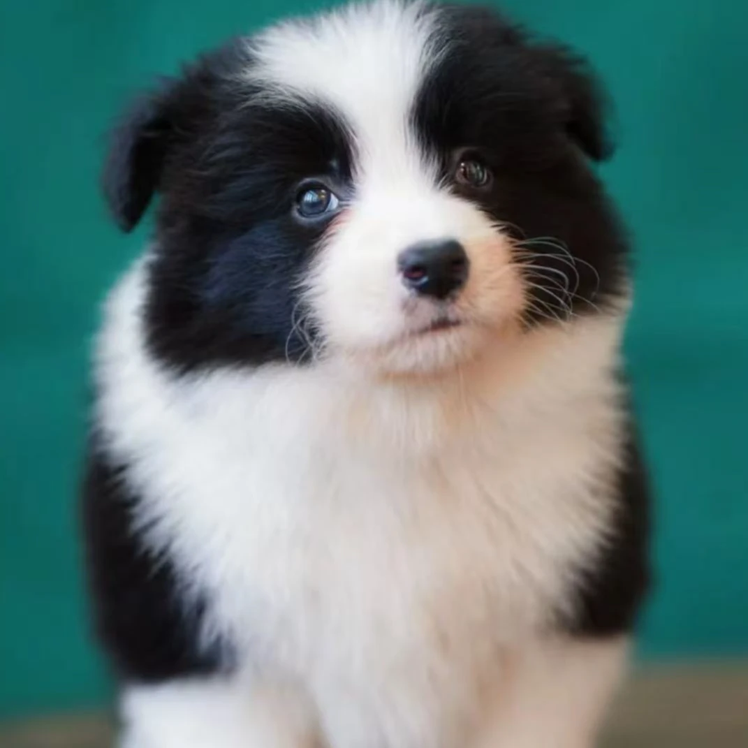 （U米米家边牧）小狗狗活体