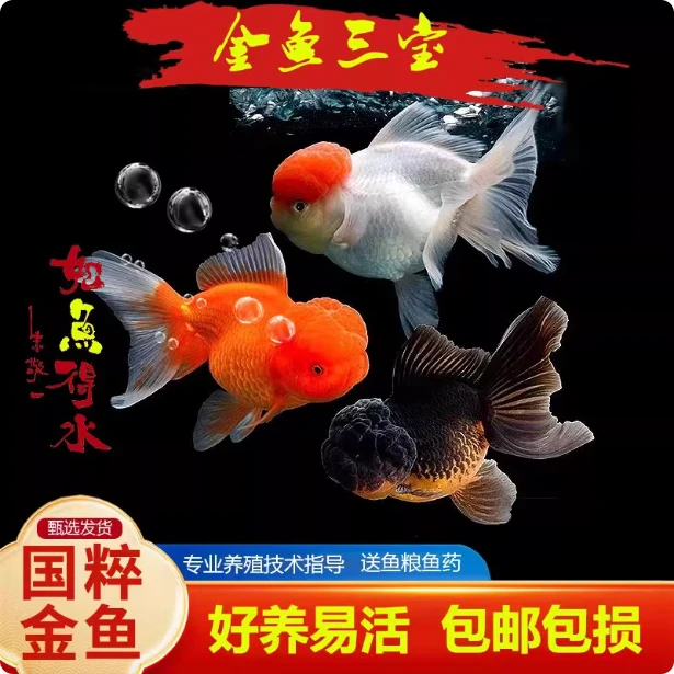 金鱼三宝观赏鱼鸿运当头草金鱼活体鱼小鱼冷水鱼招财鱼兰寿丹顶红