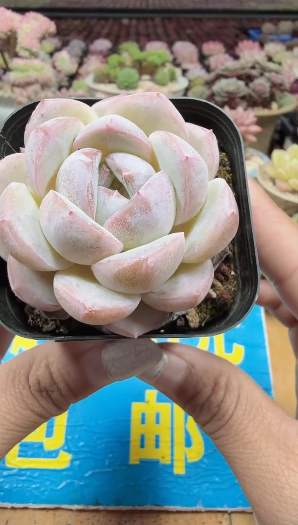 东云多肉园二店-70