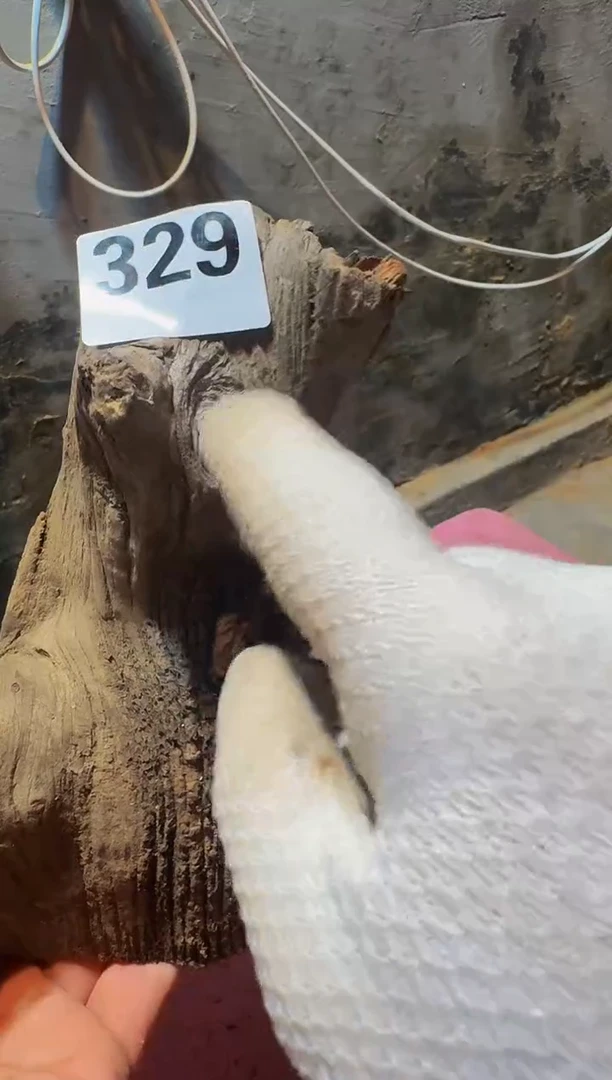 柏木沉****£太行陈化崖柏摆件料