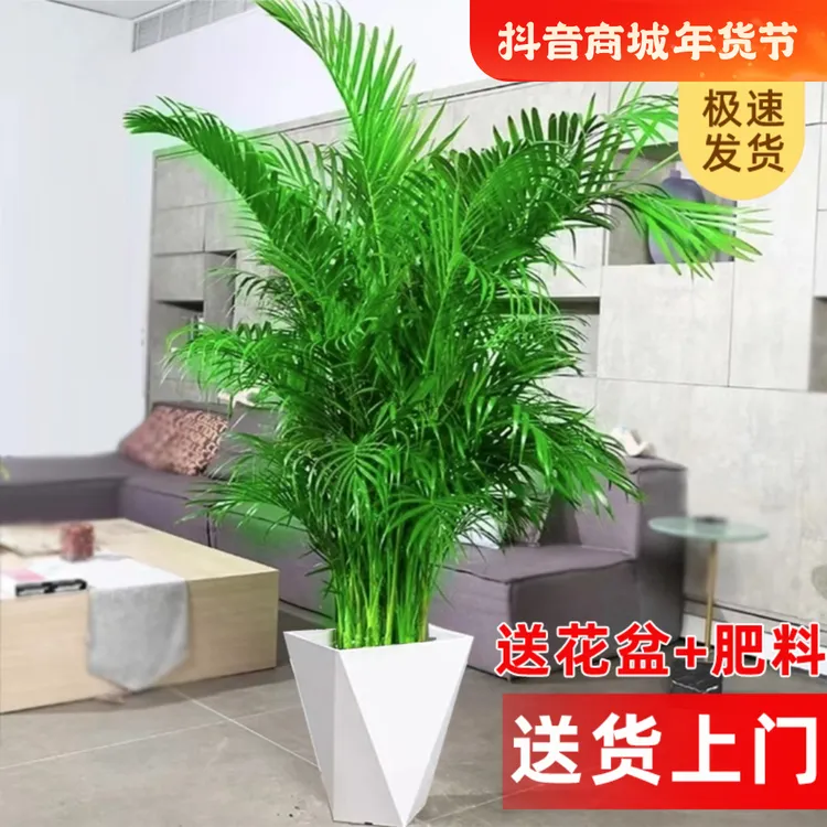 1.6米/大型富贵椰子客厅玄关绿植盆栽不用晒太阳室内植物散尾葵