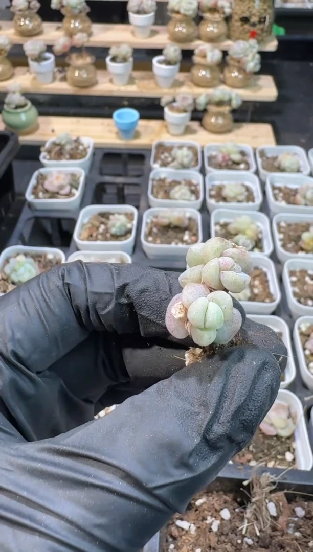 【闪购商品】145号到手1框-江北多肉