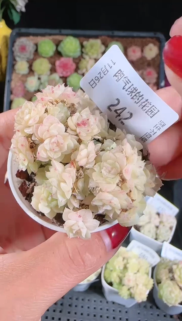 1126-243群生不包整