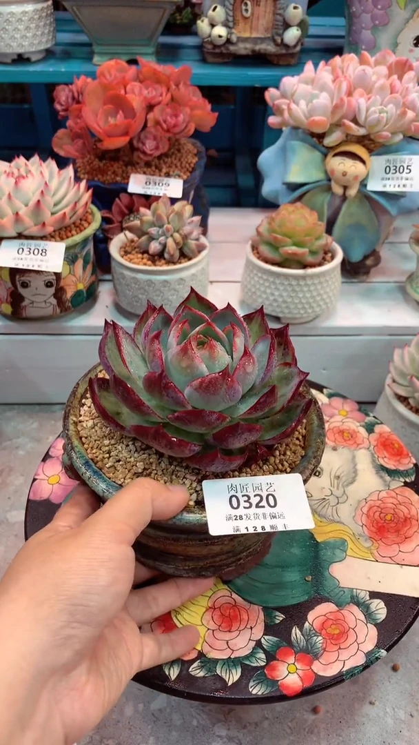 0320D（一物一拍实付满28发货，默认不带盆土）