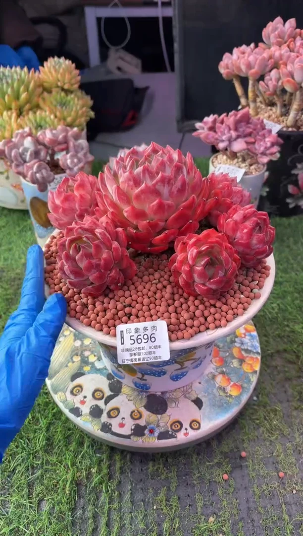 昆明印象多肉5696