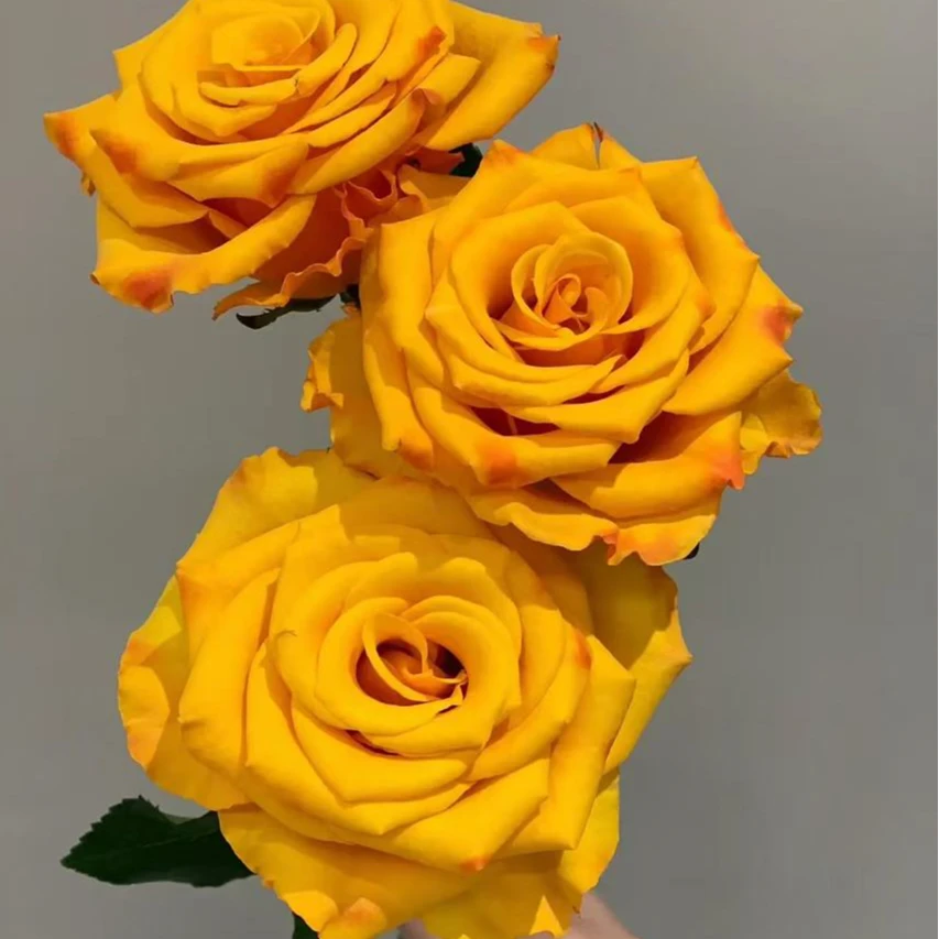 欣然专属『辉煌10支』家居养花鲜花批发直播 全场两单顺丰包邮次日达 养护教程联系客服