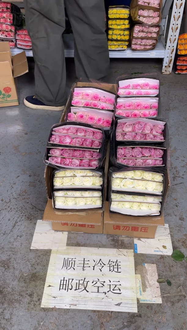 骄傲20枝+洛神20枝+气场20枝