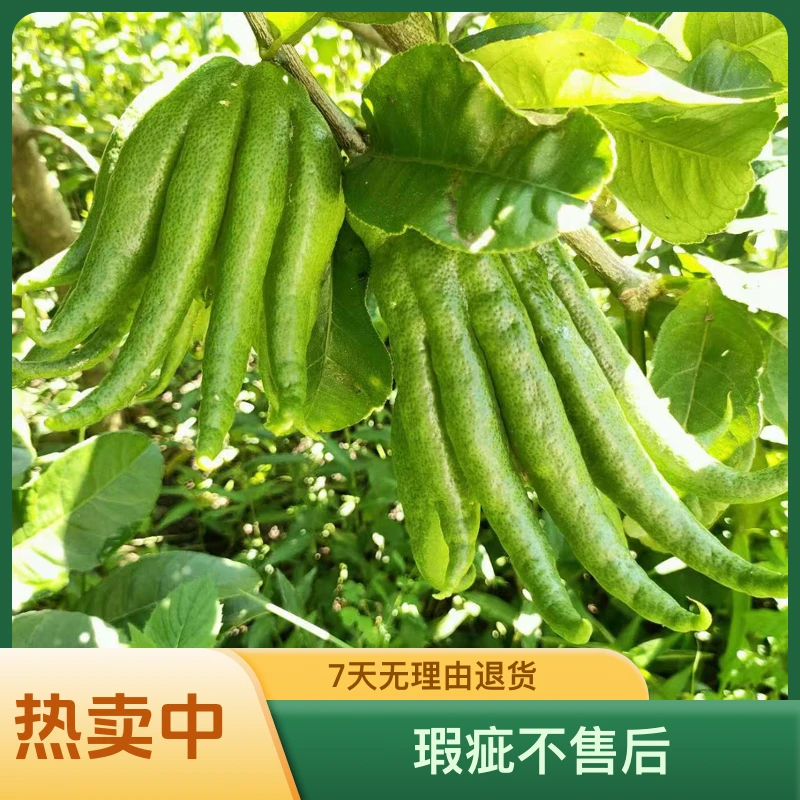 【一物一拍】广佛手柑纯天然香薰闻香食用果清供装饰(瑕疵不售后)