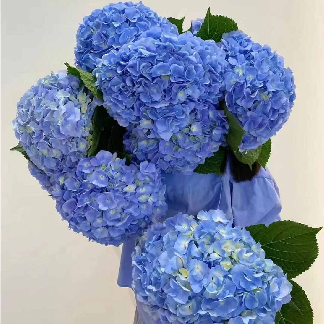绣球花鲜花蓝色粉色紫色云南基地直发包邮水养插花