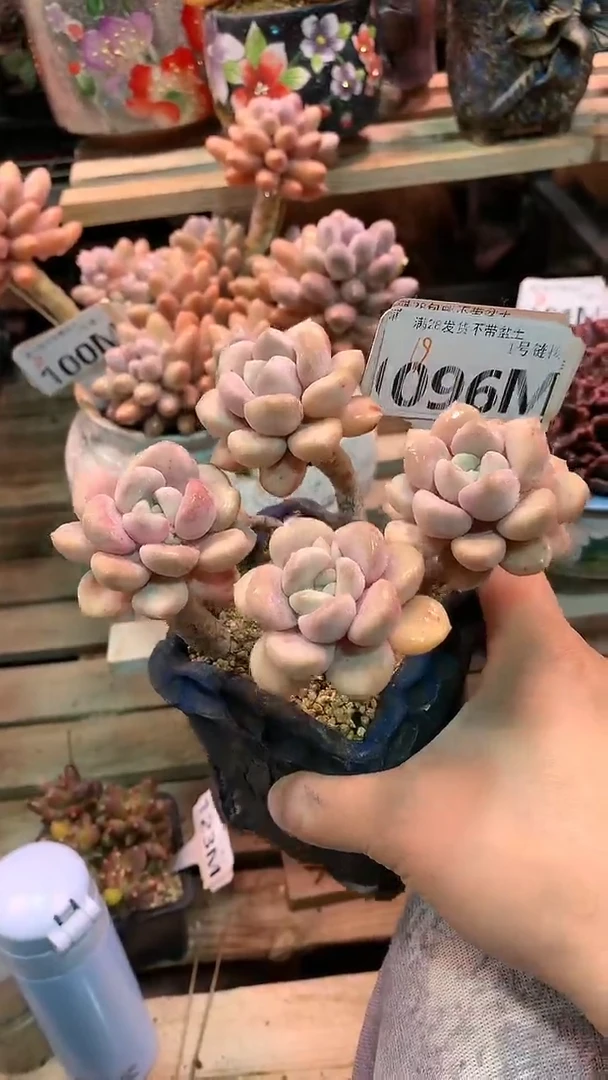 【闪购商品】096MMM