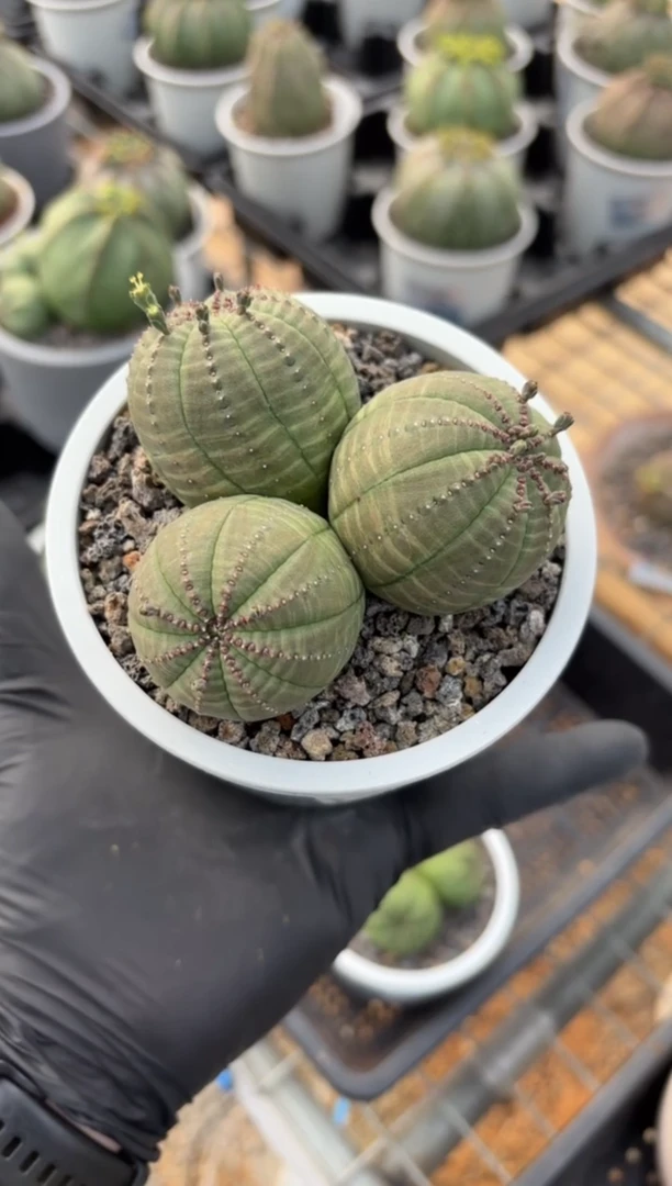 布纹球大戟FD-1321