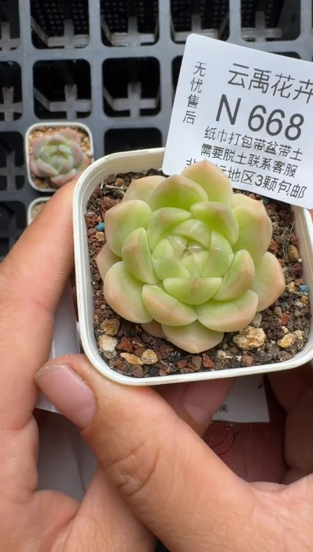 668N当天拍3颗包柚 脱土发纸巾打包 云禹花卉 珍妮多肉植物