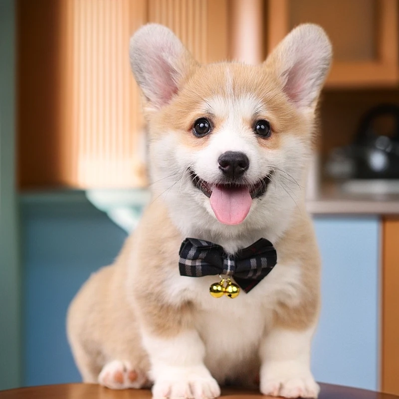 奔奔 瓢总的柯基双血统赛级后代柯基 活体 宠物狗狗