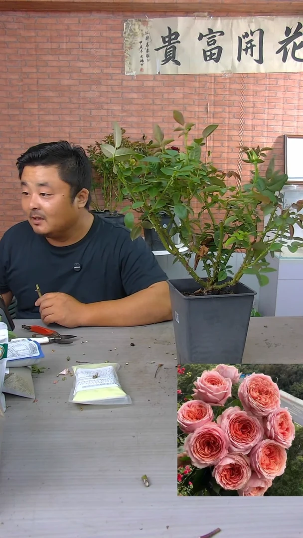 当前无花朵，栽培后可花朵浪漫古董