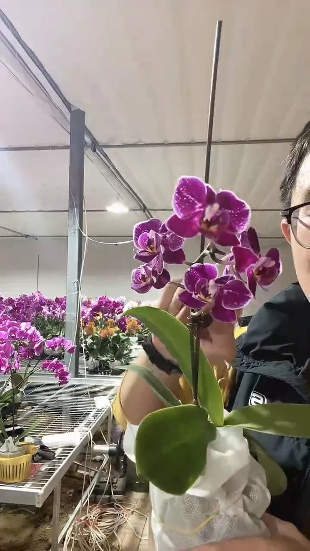 托卢卡蝴蝶兰全开放