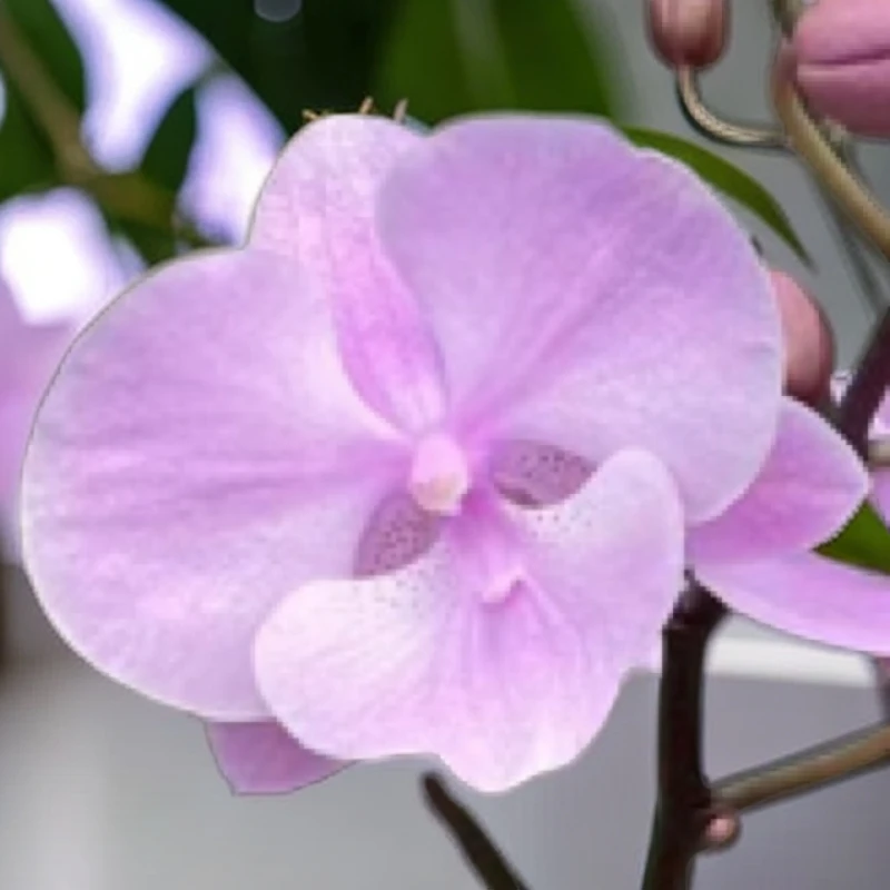 蝴蝶兰2.8寸杯（禹城王子）一物一拍