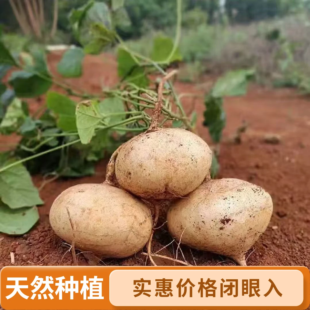 广西农家自种新鲜脆嫩多汁凉薯沙葛地萝卜