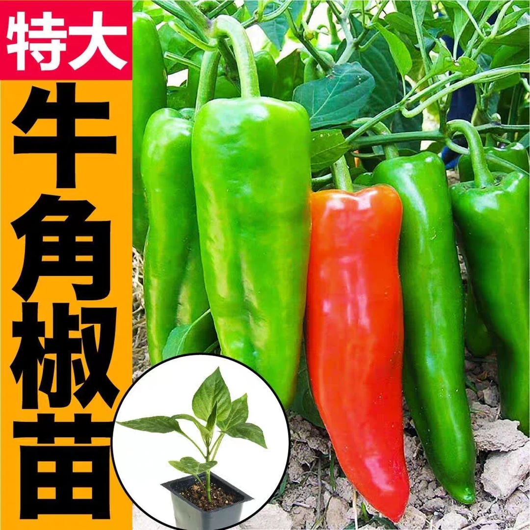 特大高产牛角椒秧苗大果羊角青椒辣椒苗庭院种植蔬菜秧苗大量批发