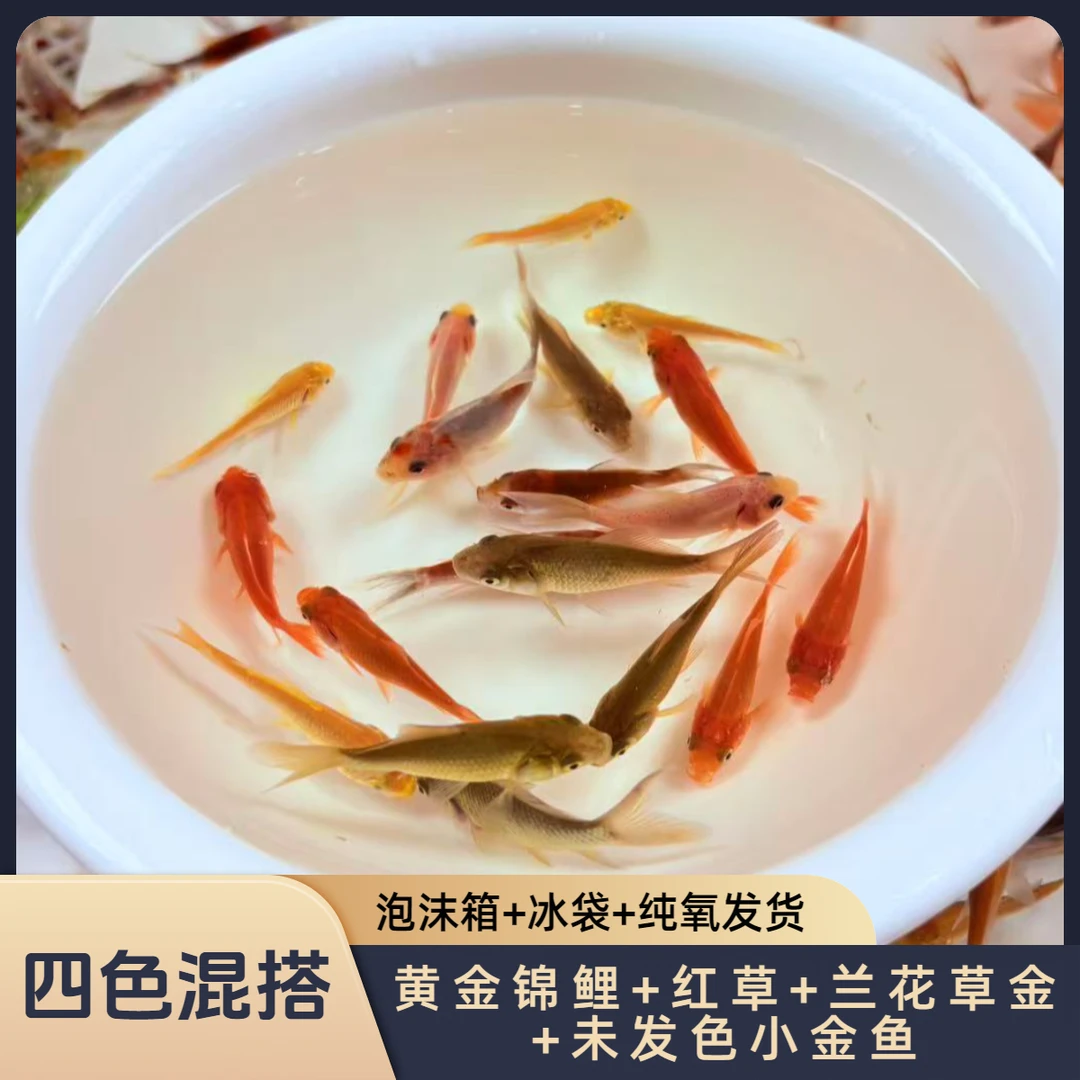 【四色混搭】好养耐活冷水鱼观赏鱼小锦鲤小草金