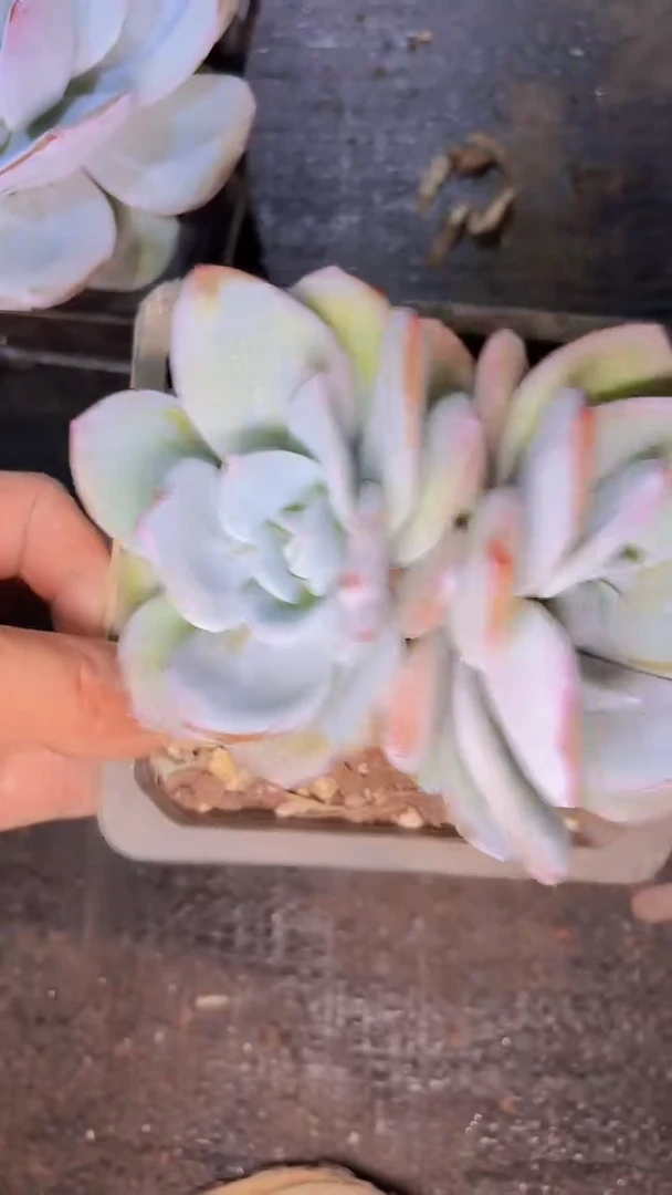 黄*荣A466奶茶一物一拍