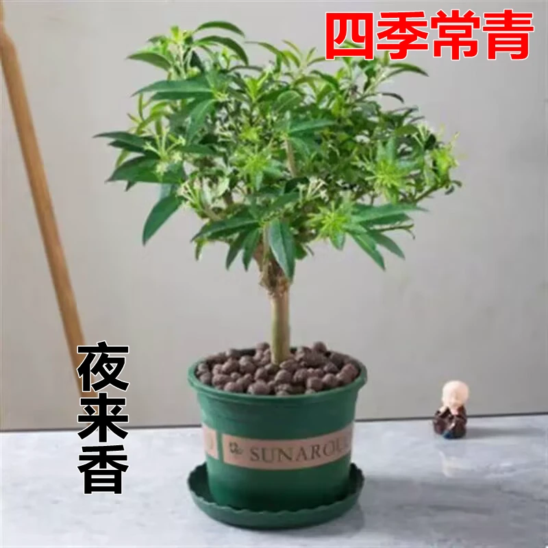 夜来香树苗庭院阳台种植浓香型花卉当年开花四季常青驱蚊驱虫绿植