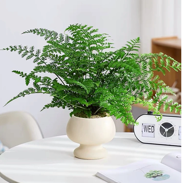 新疆包邮 吉姆蕨 适合新疆养殖的蕨类植物 冠幅50cm左右