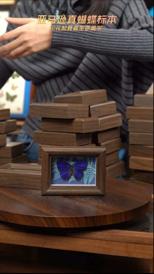 冰箱贴标本摆件d571（发货前修复触角）