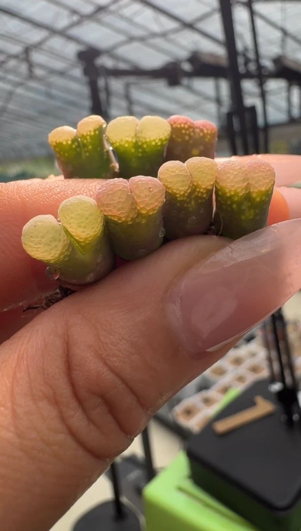 30-12多肉植物肉锥梅子泡泡风铃一颗