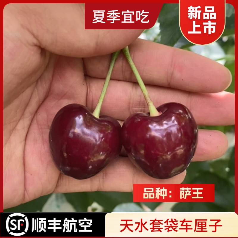 【甘肃省内】天水套袋车厘子萨王樱桃脆甜可口孕妇老人夏季水果