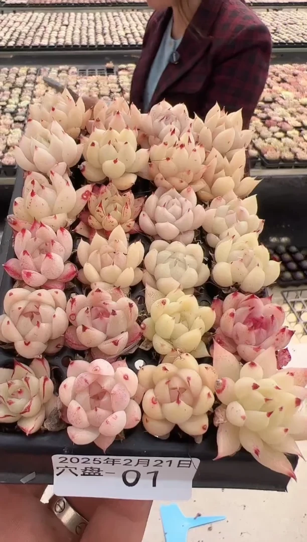 【闪购商品】穴盘-01