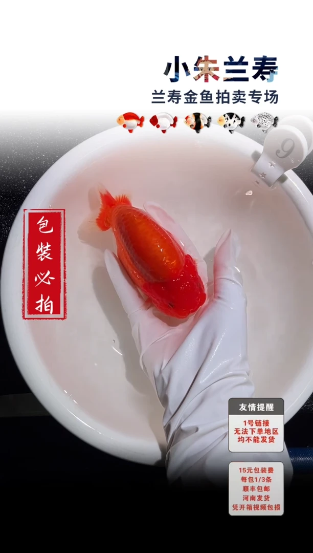 金鱼 包装必拍未拍顺丰到付9号