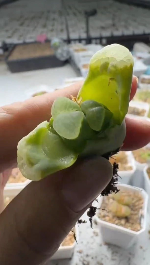 【闪购商品】5-191