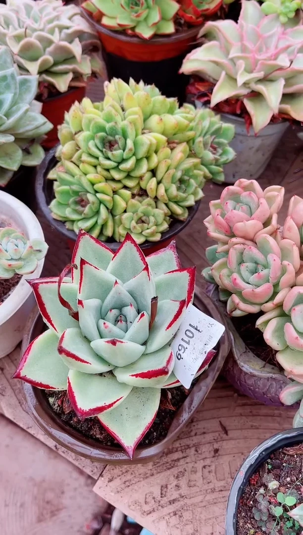 10169多肉植物一物一拍