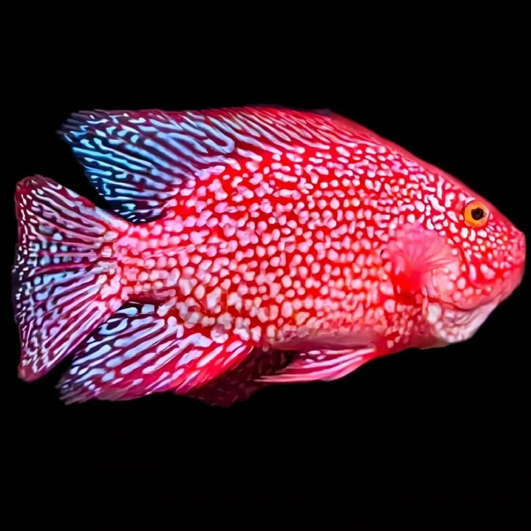 好养耐活观赏鱼热带【泰国】罗汉鱼苗大苗亚成泰金花火凤红马徳萨