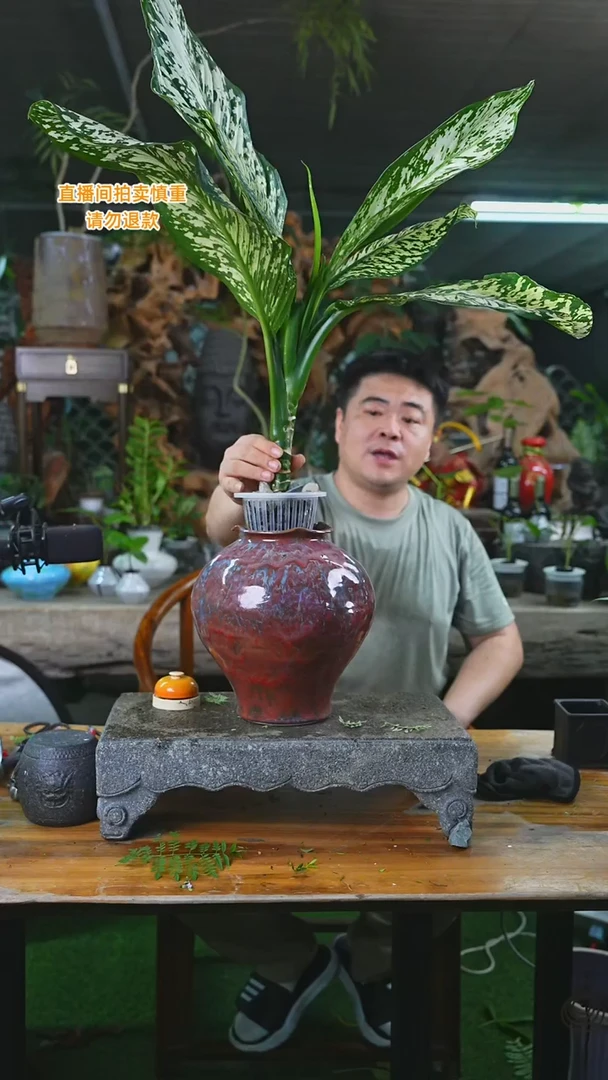 完全开放暴风雪景德镇石榴红瓷器瓶