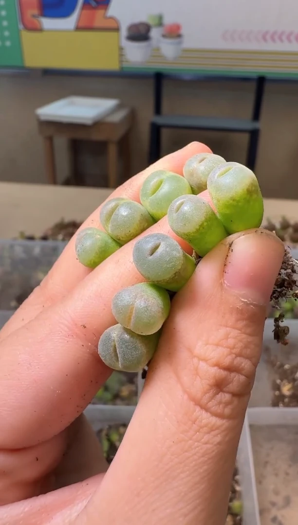 肉锥生石花10.15-4安格3颗