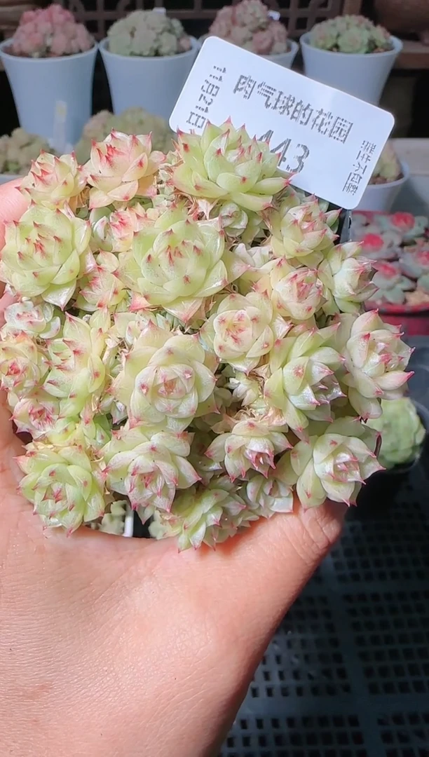 1121-443群生不包整