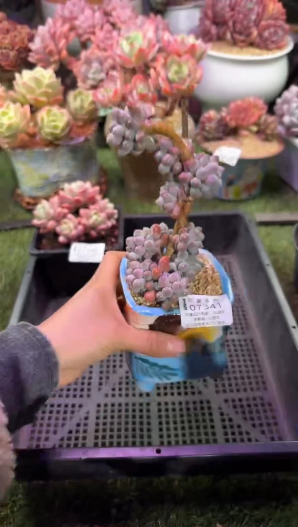 【闪购商品】07341