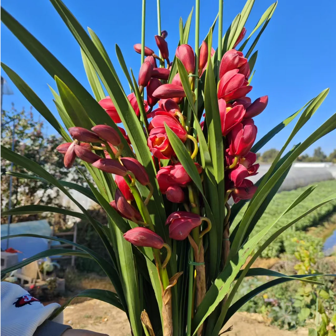 飞花|大花蕙兰|红袍|