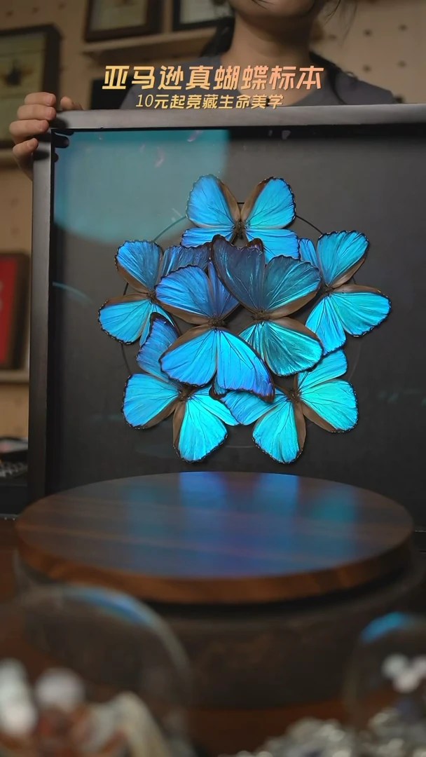 7只大蓝闪蝶组合a164