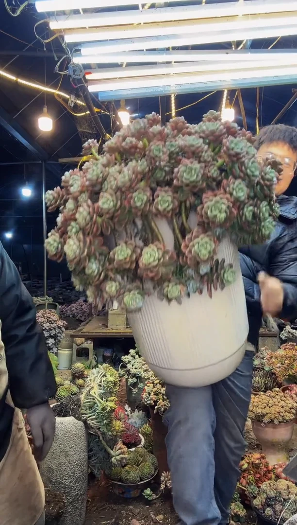 【闪购商品】红洛神 一物一拍 物流自理