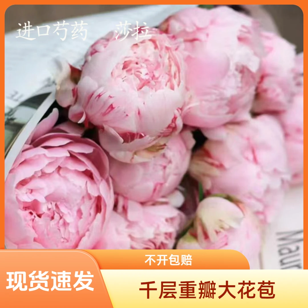 【现货】沙拉！网红芍药非常受欢迎的品种